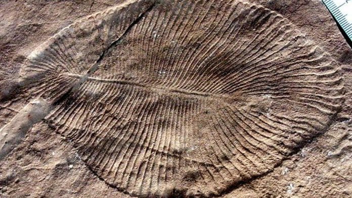 Image of Dickinsonia fossil | WikiCommons