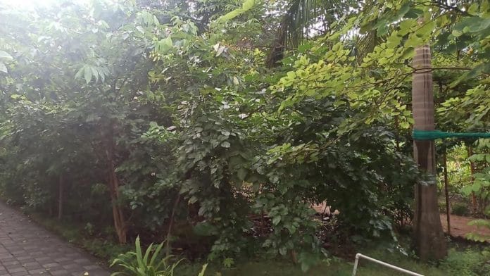 The Miyawaki forest at Mulund created by residents of the suburb | Manasi Phadke, ThePrint