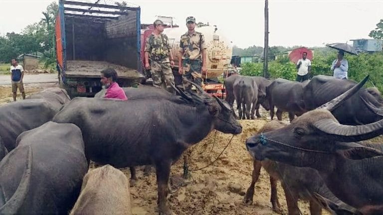 BSF is not trigger-happy, strife at Bangladesh border due to aggressive cattle smugglers