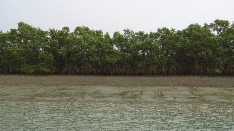 Wetlands can help reach sustainable goals but not all of them are blue carbon ecosystems