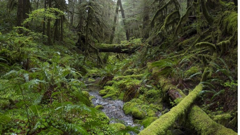 Carbon sinks, biomedical influencers—5 things rainforests do for you