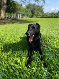 Myra lazing at the Bhakti Park garden with a canopy of the Miyawaki plantations in the backdrop | Manasi Phadke, ThePrint
