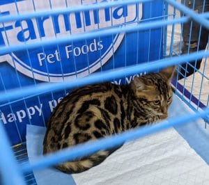 An anxious cat hides in her cage | Abantika Ghosh, ThePrint