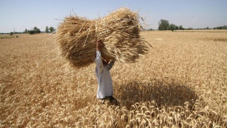Wheat open market sale cause of farmers’ worry. Krishi Bhawan faces another difficult year