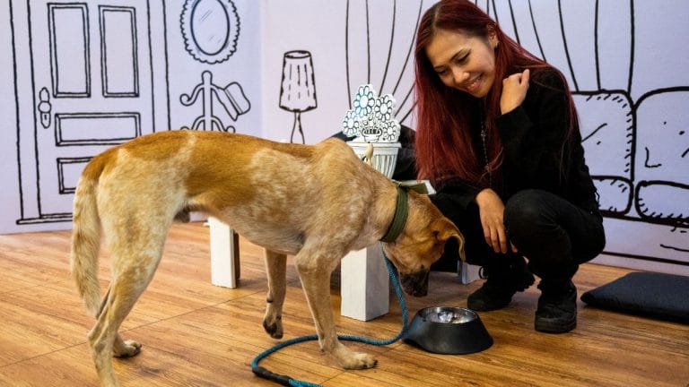 Animal lovers in Philippines chose to spend their Valentine’s Day with shelter dogs