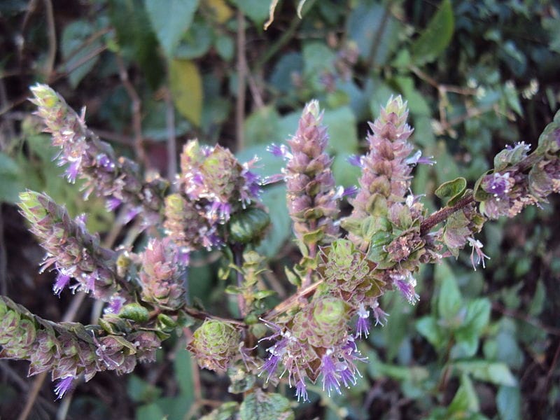 Pogostemon benghalensis | Commons