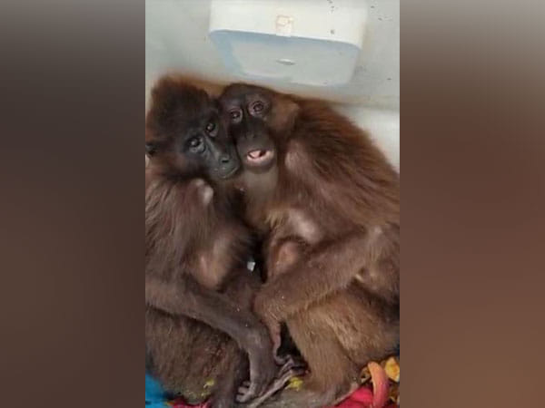 Assam: Police rescue two Hoolock Gibbons from Karbi Anglong