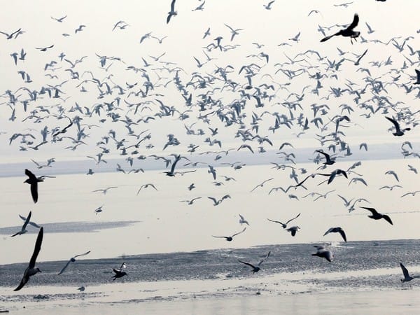 Rare and elusive duck species visit Kashmir after 116 years