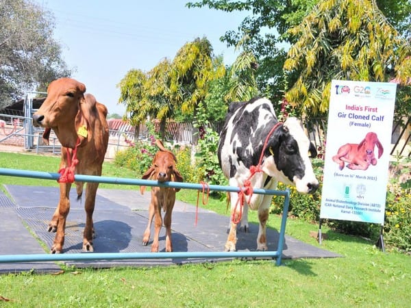 India's first cloned desi Gir female calf Ganga produced at NDRI, Karnal