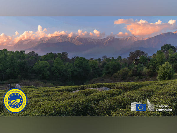 Himachal Pradesh's Kangra tea gets European GI tag