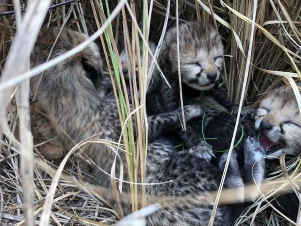 Namibian cheetah gives birth to four cubs at MP's Kuno National Park