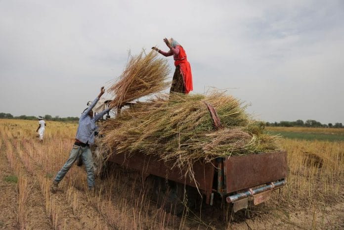 India likely to harvest record 11.5 million tonnes rapeseed this year ...