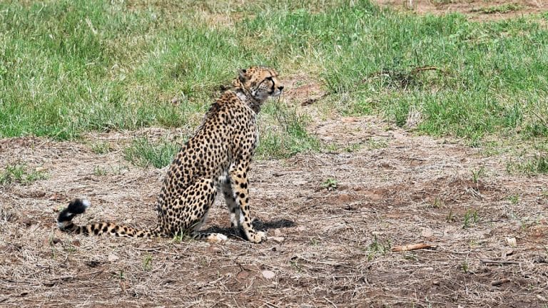 Cheetah brought to India last year dies of kidney ailment, MP govt says was sick before arrival