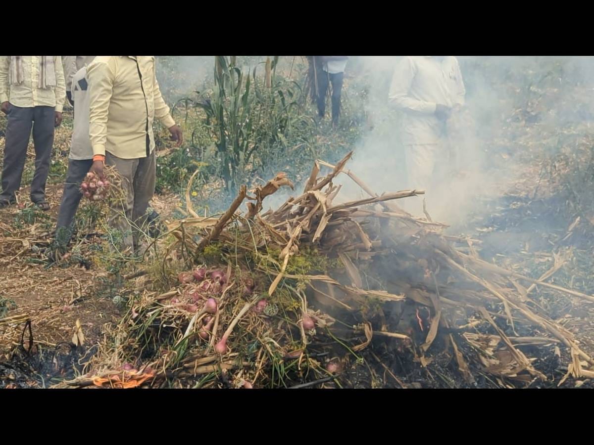 A farmer in Nashik district of Maharashtra lit a bonfire of the crop in protest | Photo Purva Chitnis | ThePrint