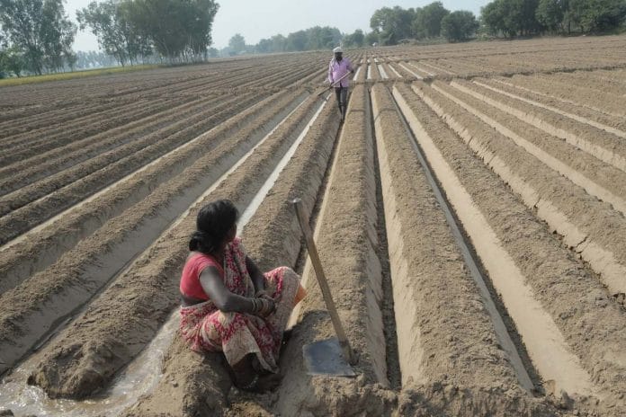 File photo of a potato field | ANI