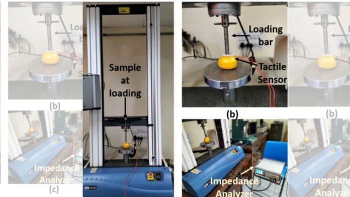 Measurement set-up for fruit ripeness detection using universal testing machine | Photo by IIT Jhodhpur
