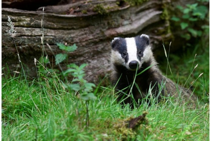 File photo of a young badger standing next to an old fallen tree in a wood in Llandeilo, South Wales, Britain 19 July, 2017 | Reuters