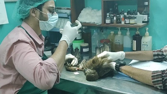 Salik Rehman cataloguing one of the injured birds after checking its vitals at Wildlife Rescue centre in Wazirabad village | Photo: Nidhima Taneja