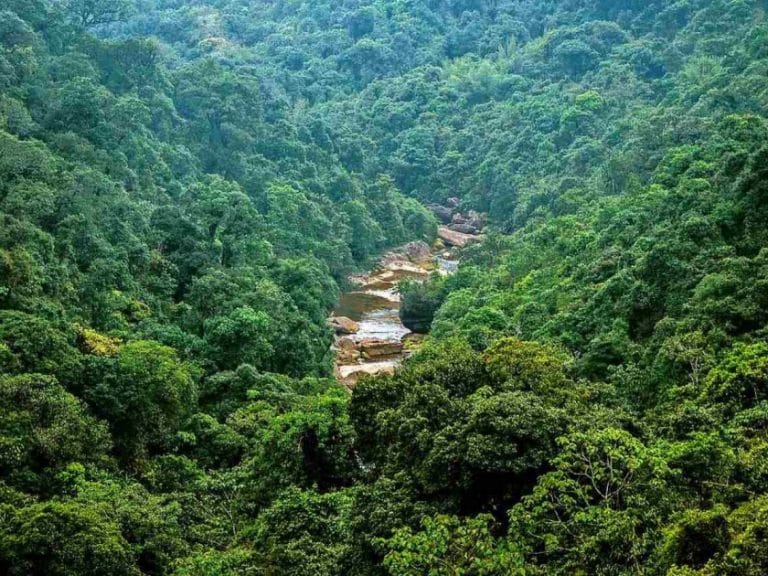 Will Modi govt’s new bill dilute existing protections for forests? All about proposed law