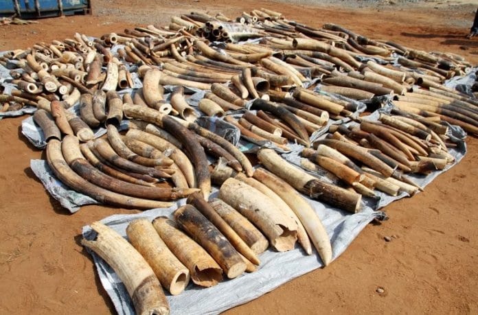 File photo of ivory tusks displayed after being seized by security forces at the port of Lome and set to be shipped to Vietnam | Photo: Reuters