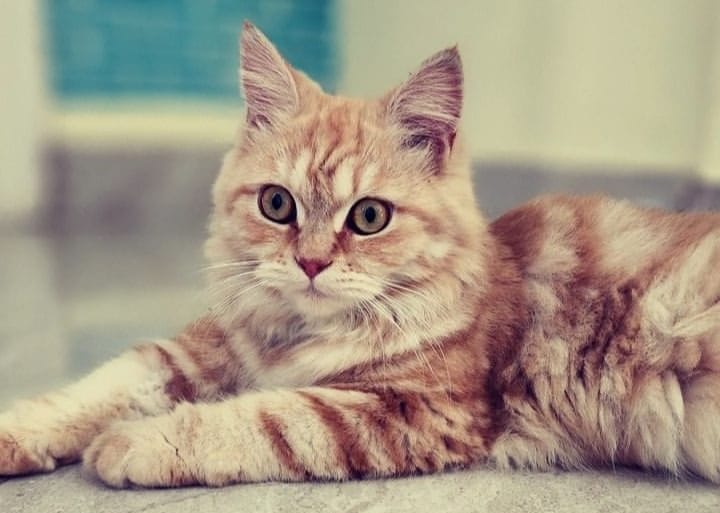 Sanu's Sulochana | Special arrangement