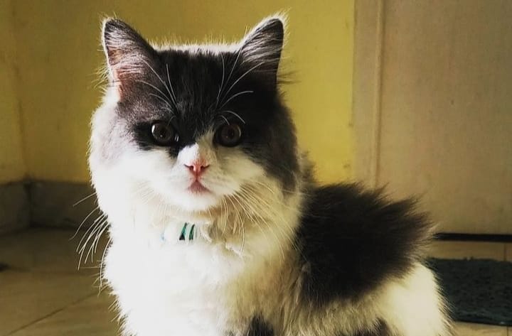 Sanu's Raghavan | Special arrangement