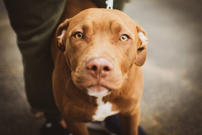 Representational image of a dog | Pexels