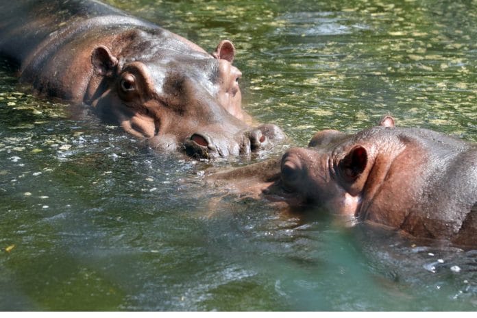 Representational image | File photo of hippos at a zoo | ANI