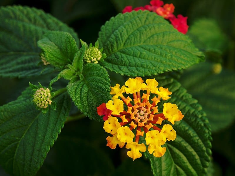 Flowers and leaves of Lantana Camara | Commons