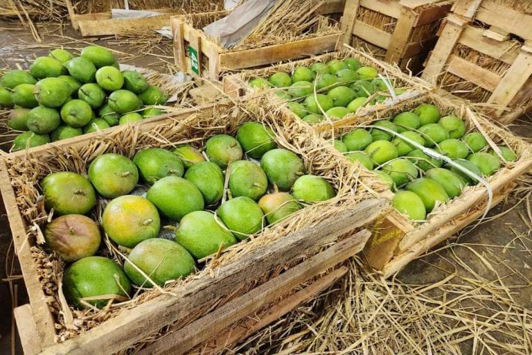 Why it’s raining mangoes in Mumbai — ‘bumper crop, highest supply in 5 yrs’