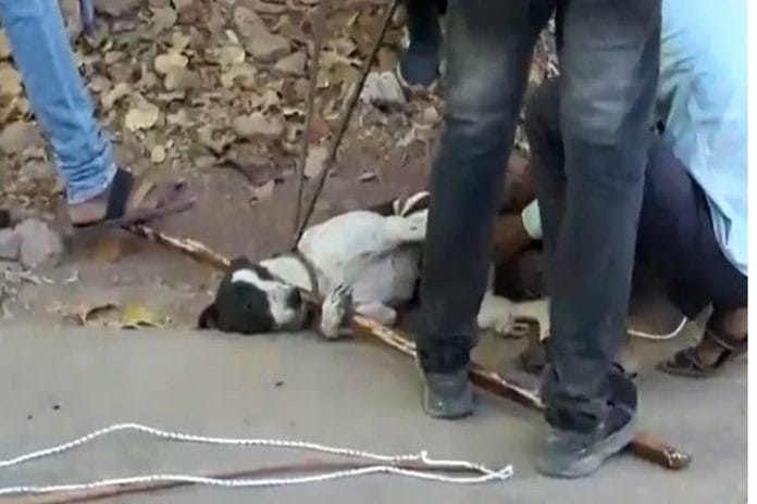 Screengrab from a video purporting to show a dog being captured with tongs in Sirohi, Rajasthan | By special arrangement