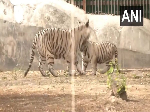 Bhupender Yadav releases two cubs in arena of white tiger enclosure at Delhi Zoo