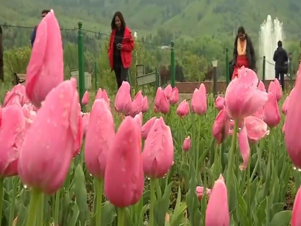 Blooming with success: The inspiring story of Rubina Tabasum, Kashmir's florist extraordinaire