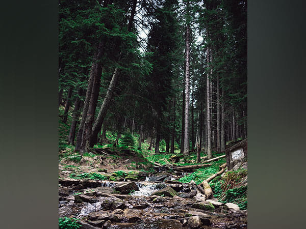 Tree variety improves carbon storage, soil fertility in forests: Study