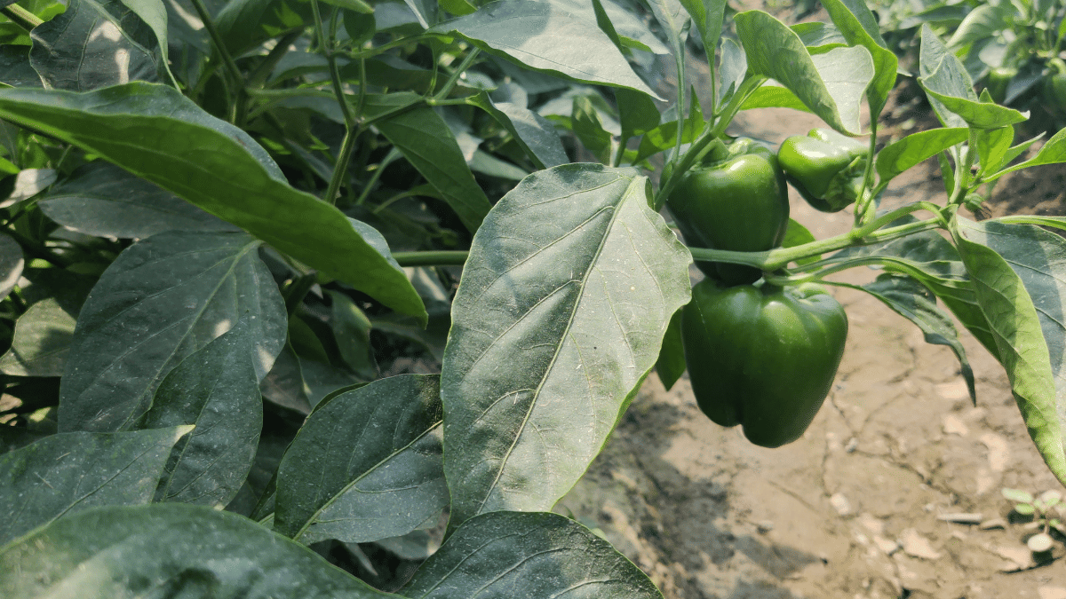 Capsicum harvest at Bhaini Bagha village in Mansa | Sonal Matharu | ThePrint