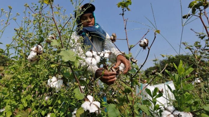 A worker harvests cotton in a field on the outskirts of Ahmedabad | File Photo: Reuters