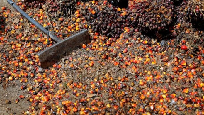 Palm oil fresh fruit bunches are seen at the collector site before being transported to CPO factories in Pekanbaru, Riau province, Indonesia | File Photo: Reuters
