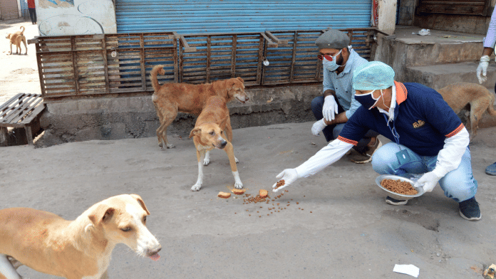 File photo of social workers providing food to stray dogs during Covid lockdown I ANI