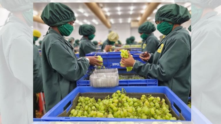 Nashik’s Sahyadri Farms turns grapes of wrath to export cup of gold. Farmers are millionaires