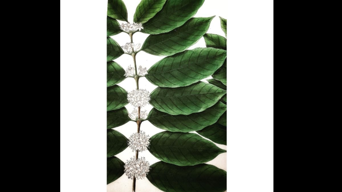 Munna Lal's 'Coffee Plant' | William Dalrymple