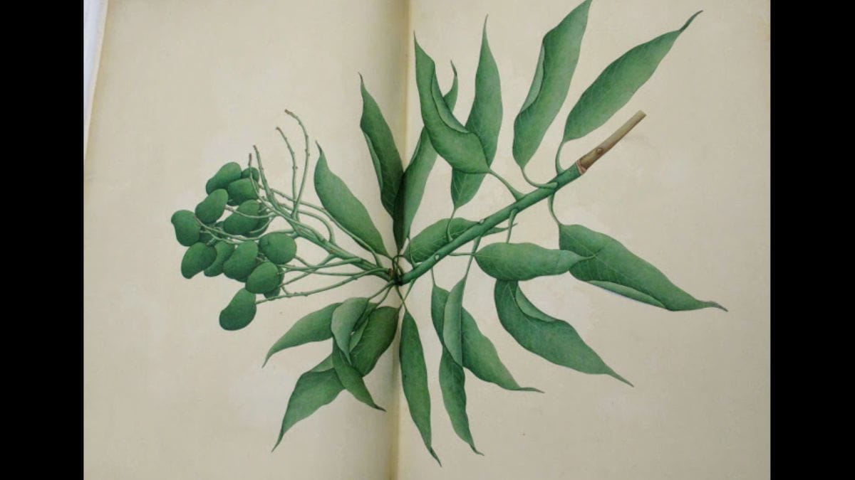 Bhawani Das' 'Green Mangoes' | William Dalrymple