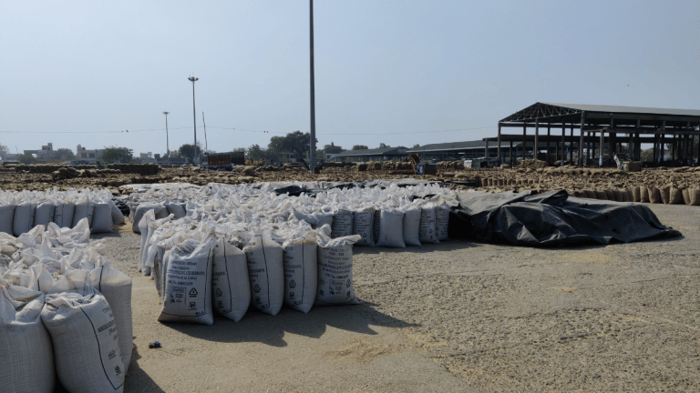 Rains hit Punjab’s wheat crop but grain piling up at mandis, govt procurement shooting up