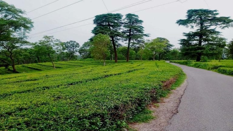 Can Kangra tea reclaim former glory with coveted EU PGI tag? Industry has been cooling since 1900s