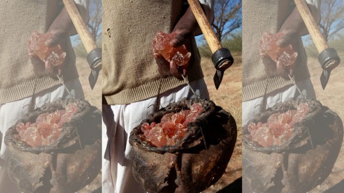 A farmer carries collected gum arabic from an Acacia tree in the western Sudanese town of El-Nahud | Reuters