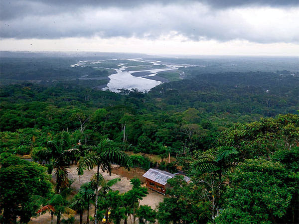 Study: Amazonian 'black earth' may give clues to global forest regeneration