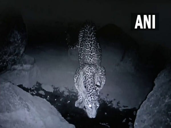 Leopard census underway in Gujarat's Dang using modern equipment