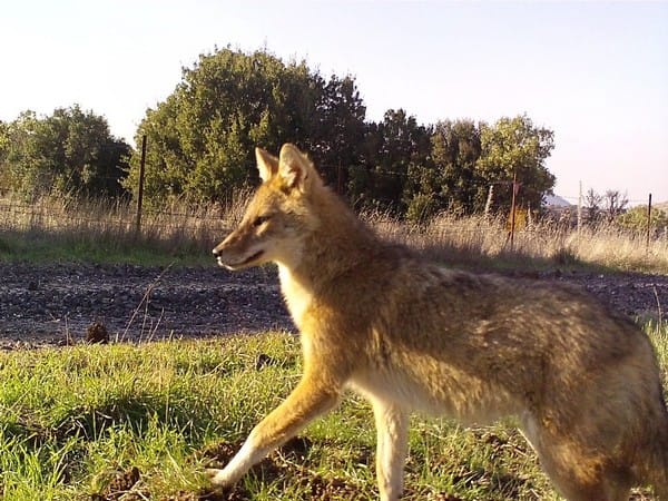 Proximity to humans could lead to jackal domestication, Israeli study finds