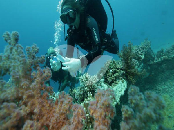 Epidemic endangers coral reefs in Mideast, Eastern Mediterranean