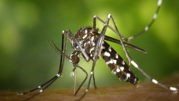 Mosquitoes with West Nile virus detected in Israel