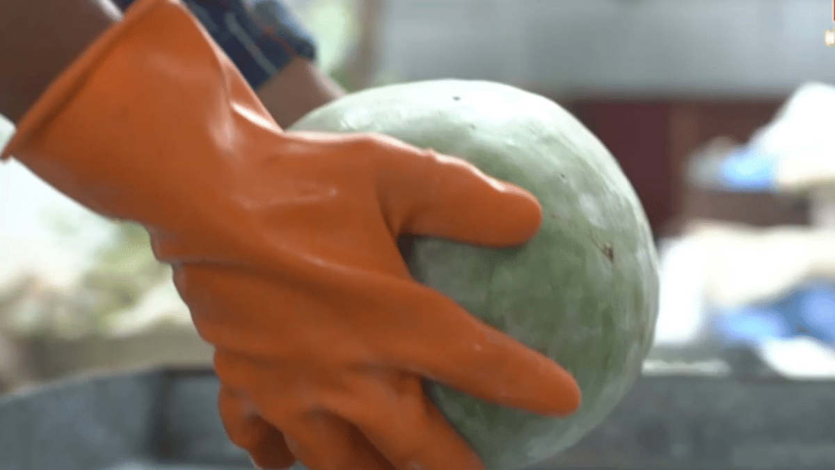 The city’s location on the banks of Yamuna makes it an ideal place to grow ash gourds | By special arrangement